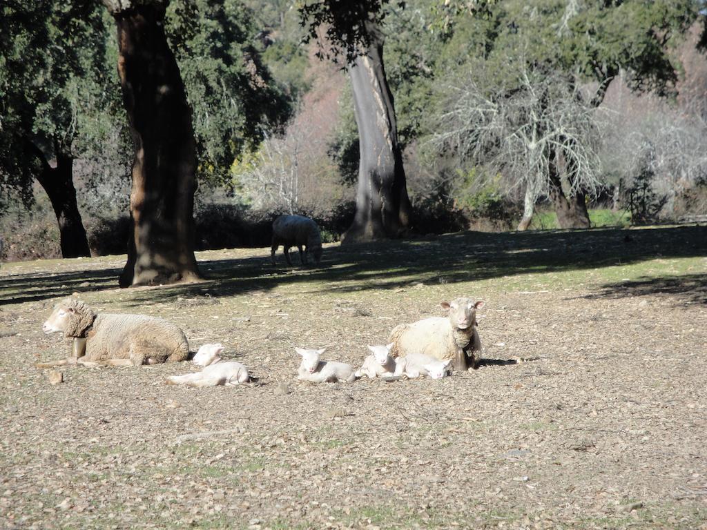 Casa Rural Sierra San Mamede La Codosera Eksteriør bilde