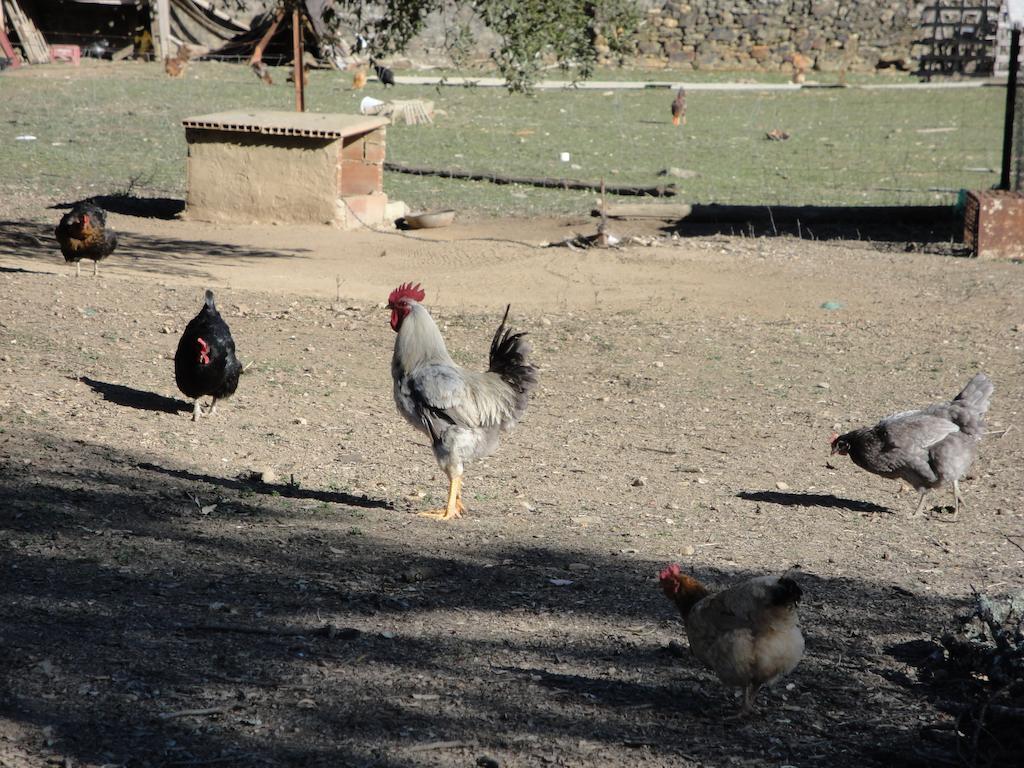 Casa Rural Sierra San Mamede La Codosera Eksteriør bilde
